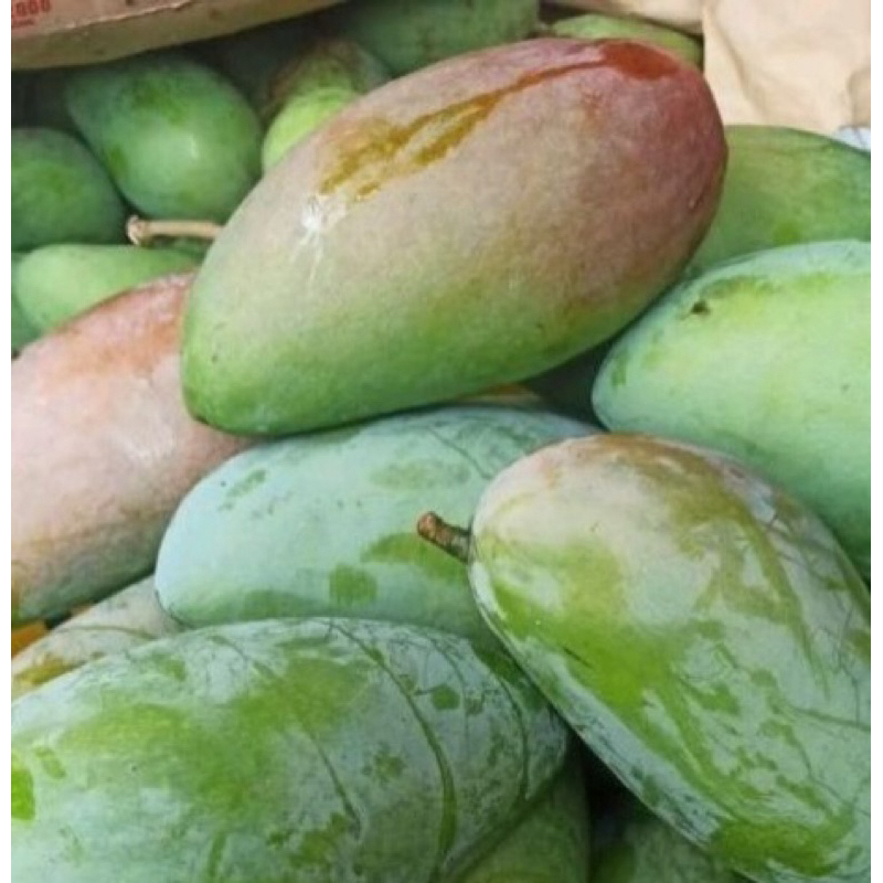 

mangga kiojay manis asem seger mentah mengkel