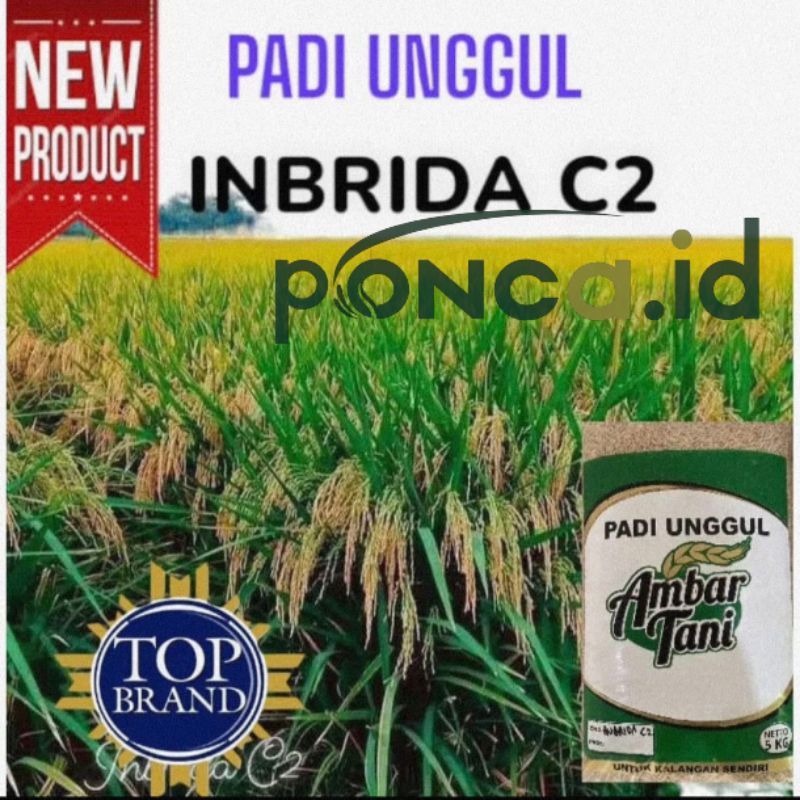 benih padi BENIH PADI INBRIDA C2