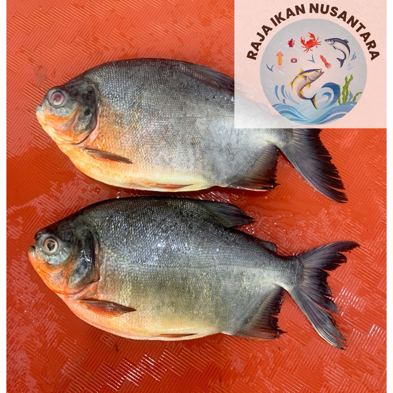

IKAN BAWAL TAWAR MERAH 1KG TERMURAH FRESH FROZEN PREMIUM