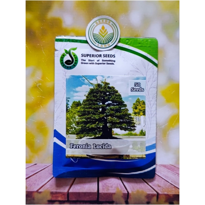 BIJI BENIH POHON BONSAI KEMASAN ORIGINAL. S