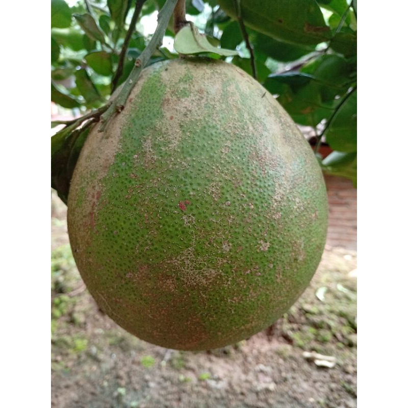 

jeruk pamelo madu tanpa biji