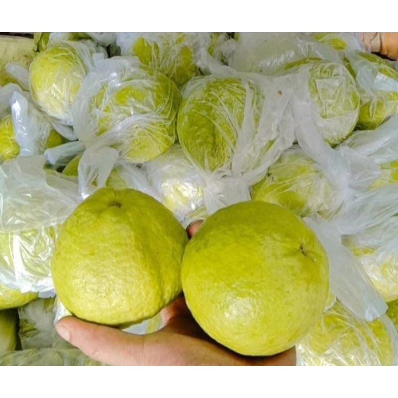 

jambu merah freesh segar harga perkillo