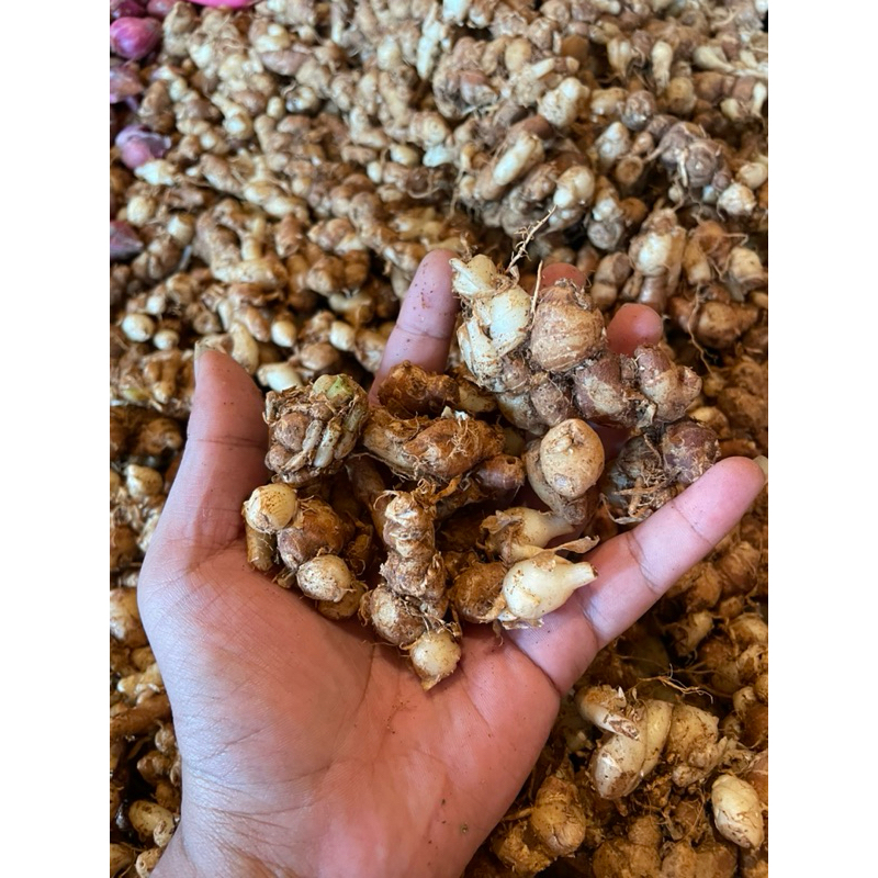 

Kencur Cikur Jawa Fresh Dari petani