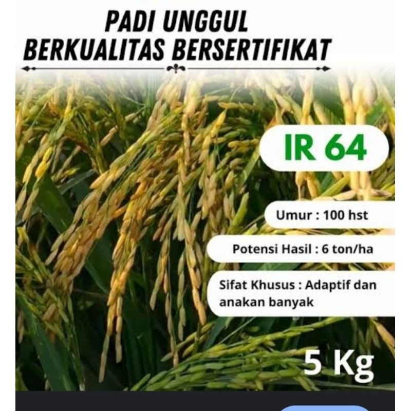 BENIH BIBIT PADI IR 64 PER 5KG