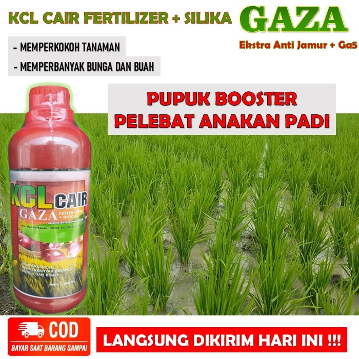 KCL CAIR GAZA Booster anakan padi memperkokoh tanaman pelebat anakan padi - KCL CAIR FERTILIZER + SI