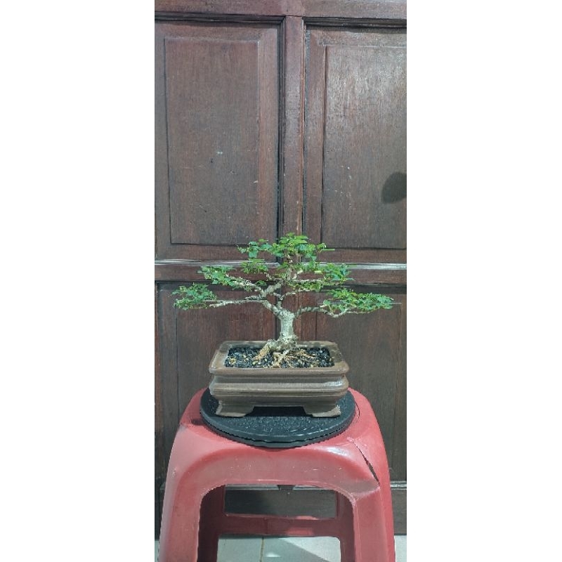 Bonsai Wareng Bintang