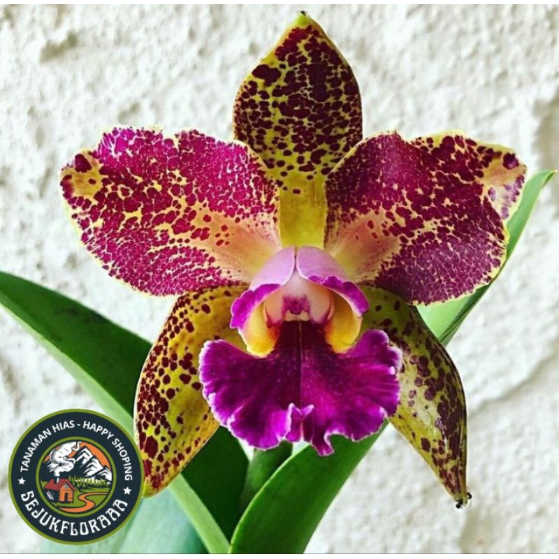 tanaman hias anggrek dendrobium remaja red pomegranate