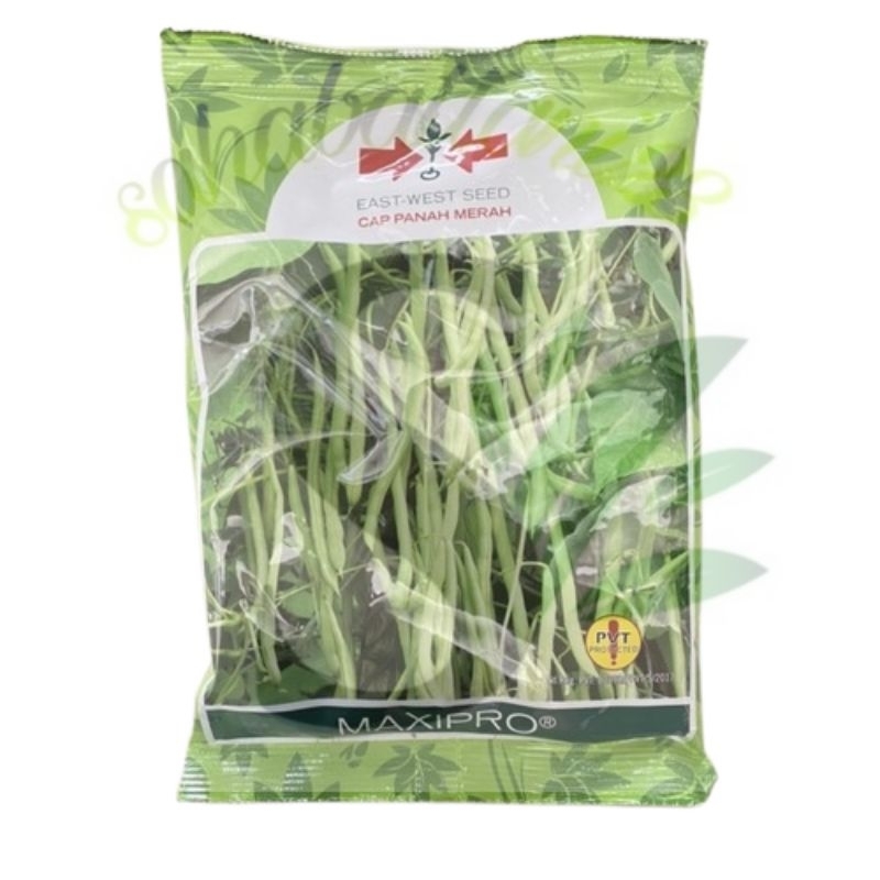 

Benih Buncis MAXIPRO isi 500 gram (CAP PANAH MERAH)