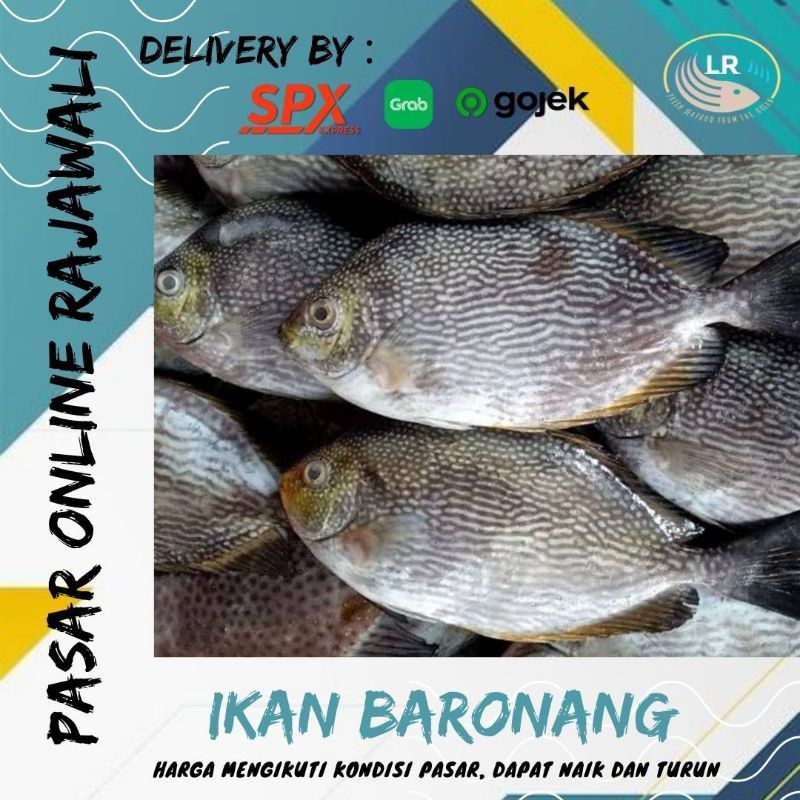 

Ikan baronang