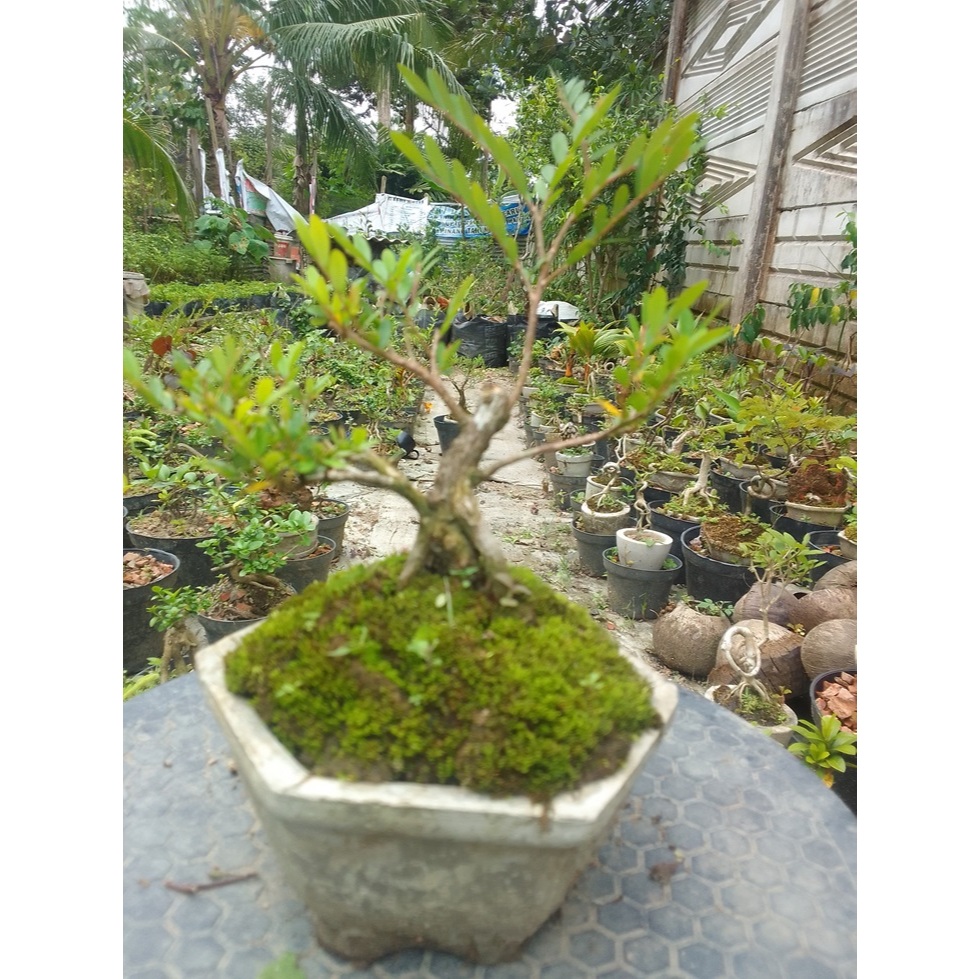 Bonsai Cendrawasih Mame Siap Pajang