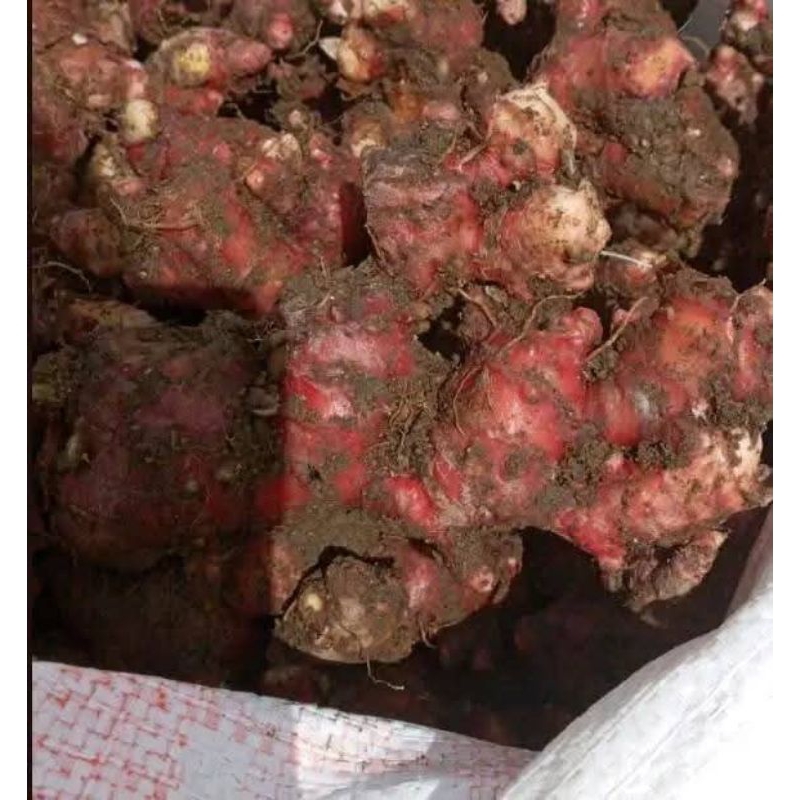 

jahemerah
