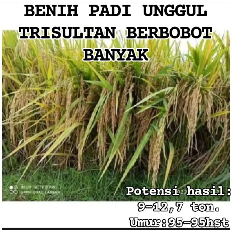 BENIH BIBIT PADI UNGGUL TRISULTAN BERBOBOT BANYAK 5KG