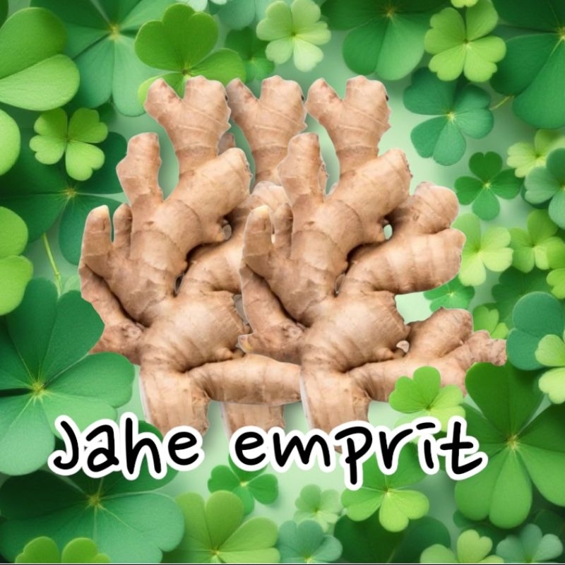 

jahe emprit rempah rempah bahan jamu tradisional fresh