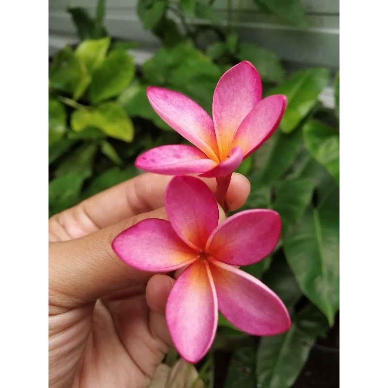 cutting kamboja bali pink