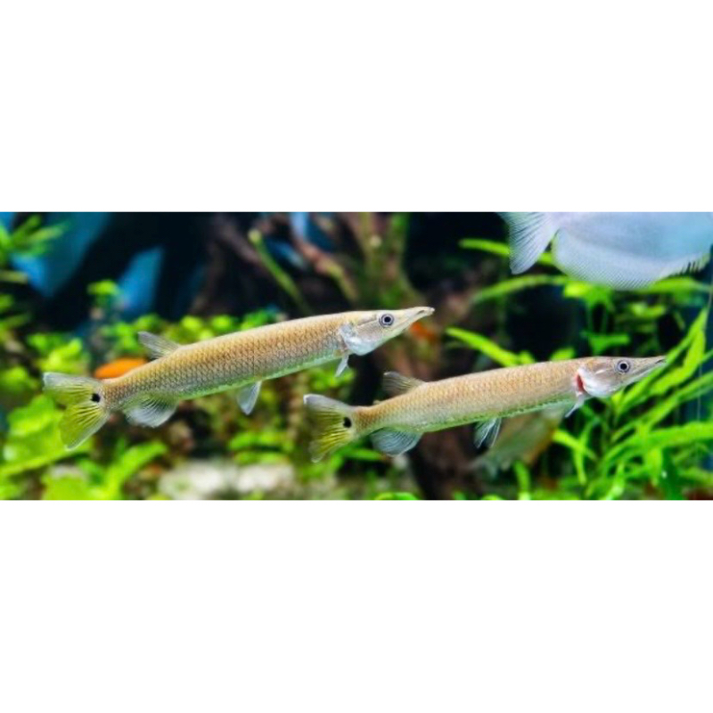hiasan aquarium hujeta gar
