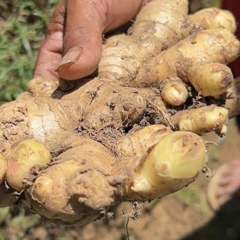 

Jahe Gajah 1 KG