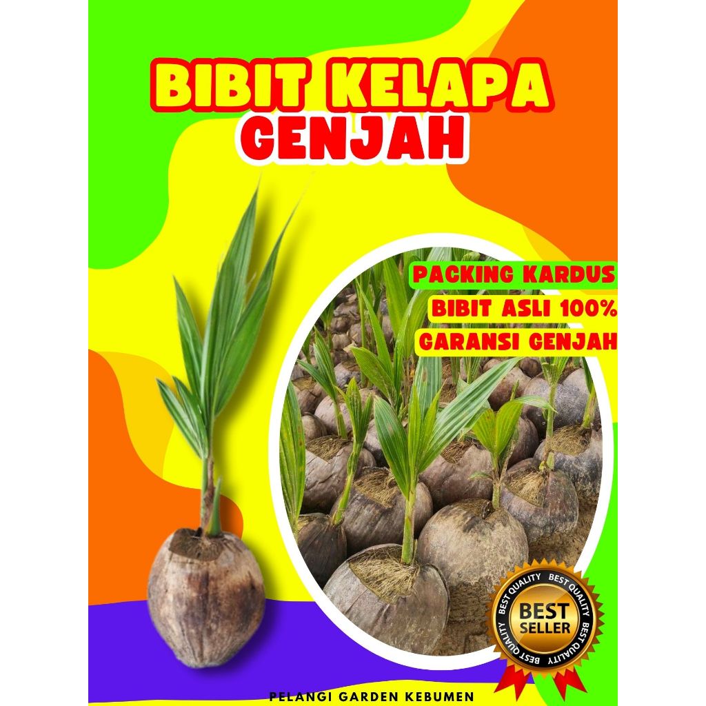 BIBIT PREMIUM.. Bibit Kelapa Kopyor, Bibit Kelapa Kopyor Genjah, Bibit Kelapa Kuning Pendek