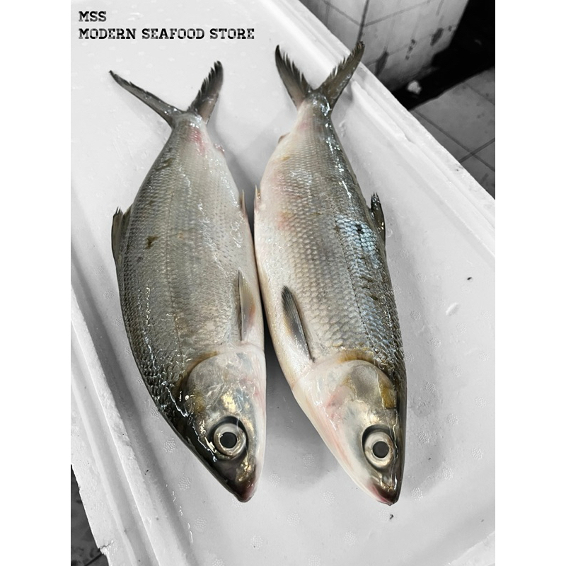

ikan bandeng super segar dibersihkan