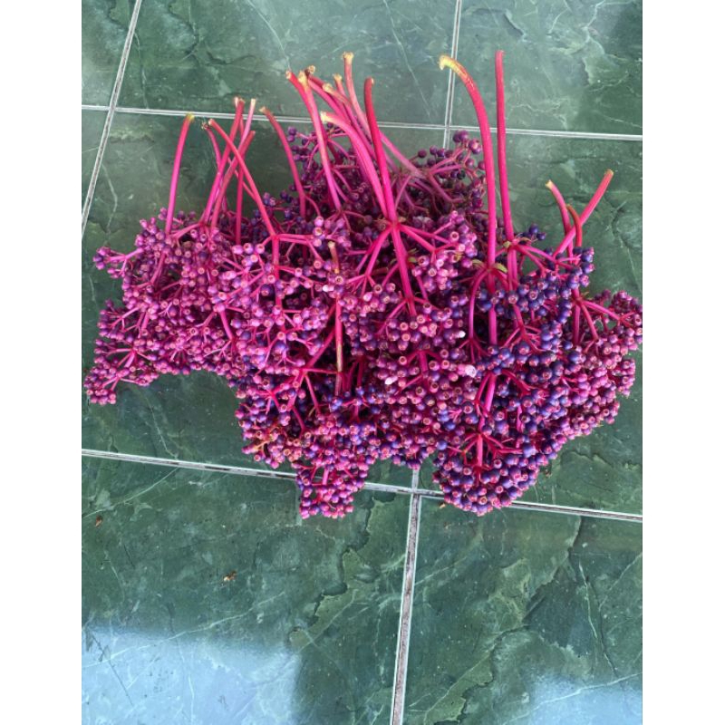 

BUAH PARIJOTO PROMIL ALAMI PENYUBUR KANDUNGAN