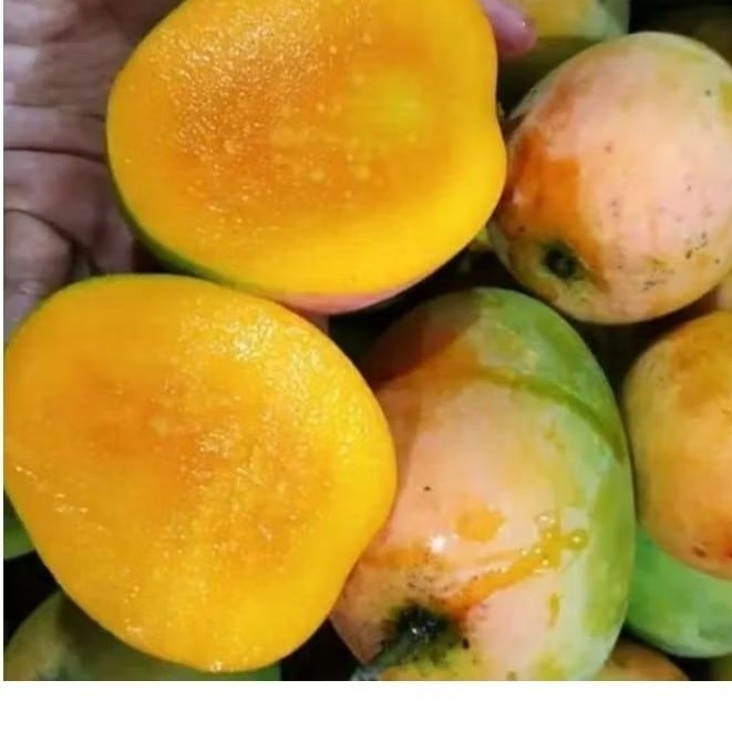 

MANGGA GEDONG GINCU FRESH TERMURAAHH
