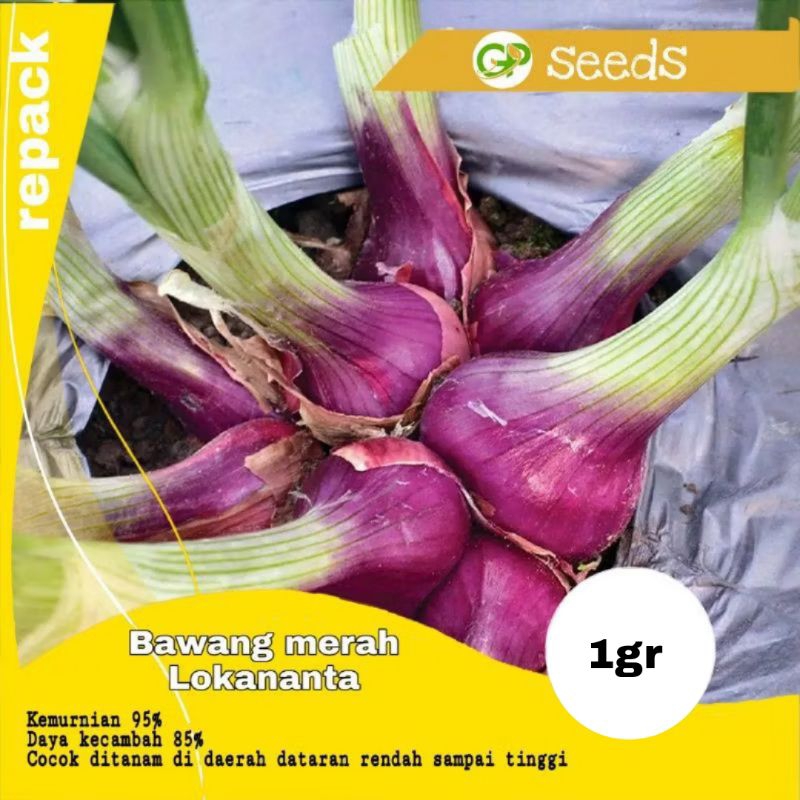 benih bawang merah Lokananta | benih bawang merah | bawang merah