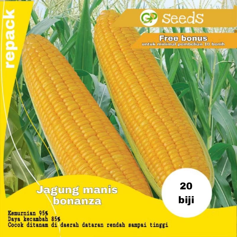 benih jagung manis bonanza F1 | bibit jagung manis | benih jagung manis