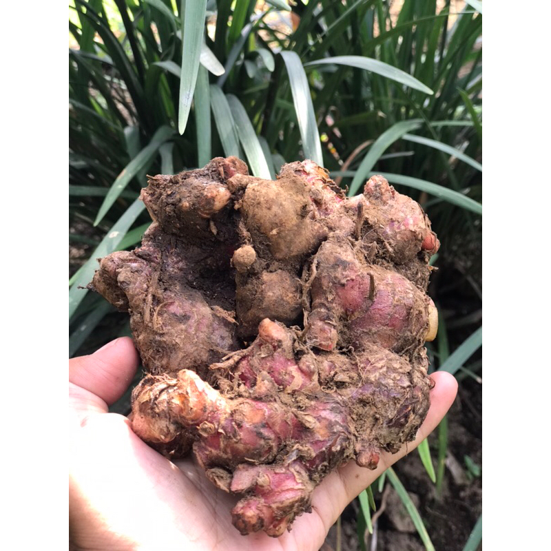 

JAHE MERAH SEGARR FRESH 1KG