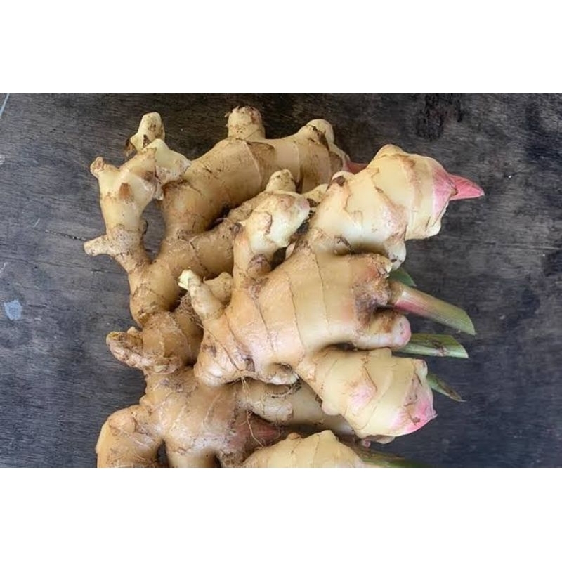 

Jahe Gajah Segar-Rempah Jahe Gajah Organik Food 1000 Grm