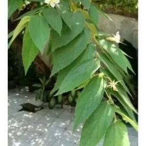 

Herbal Daun Talok Segar / Daun Cerry 1kg