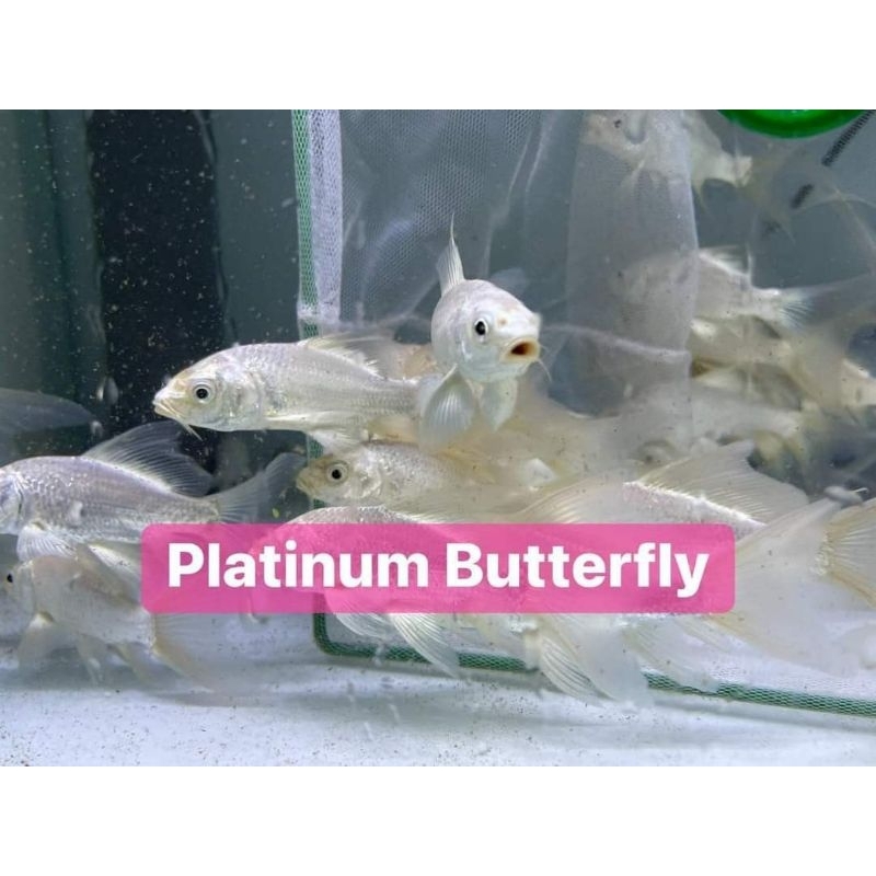 ikan koi butterfly koi platinum 5-6 cm ikan kolam ikan hias air tawar