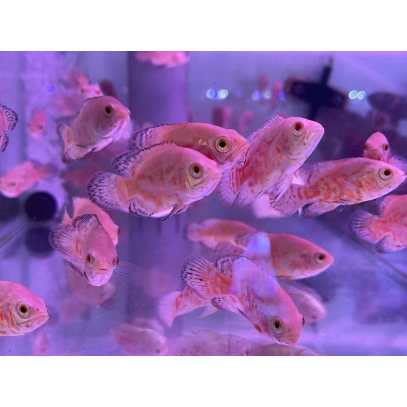 paket ikan oscar tiger albino 3 cm ikan hias air tawar ikan hias