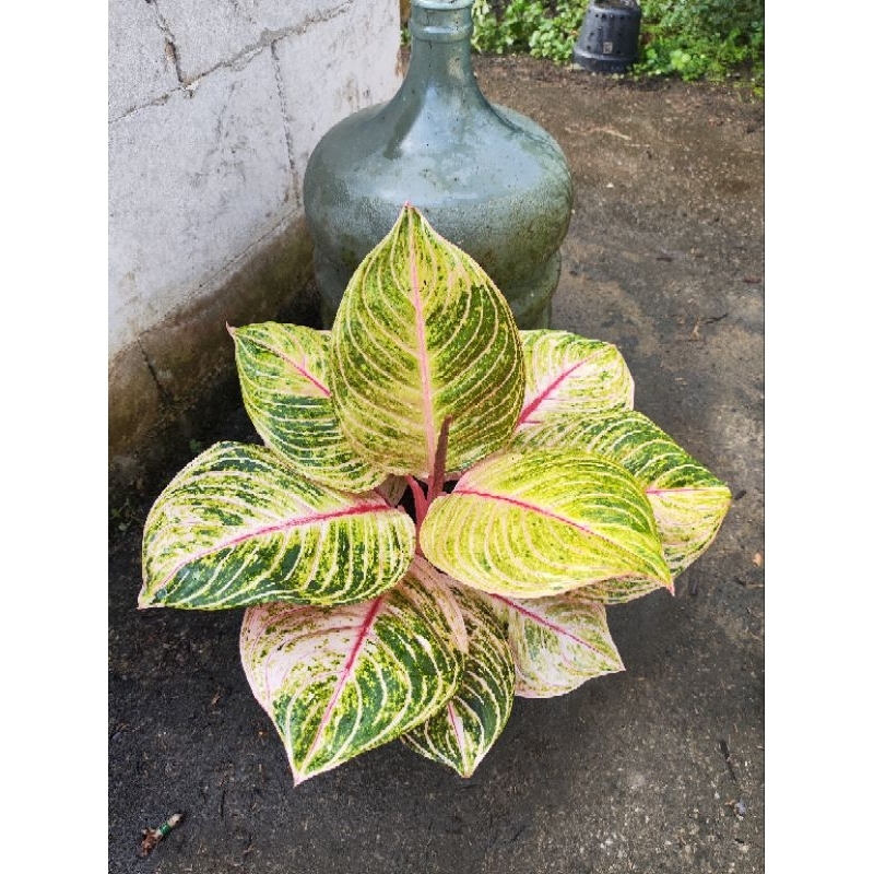 aglaonema esmeralda bule