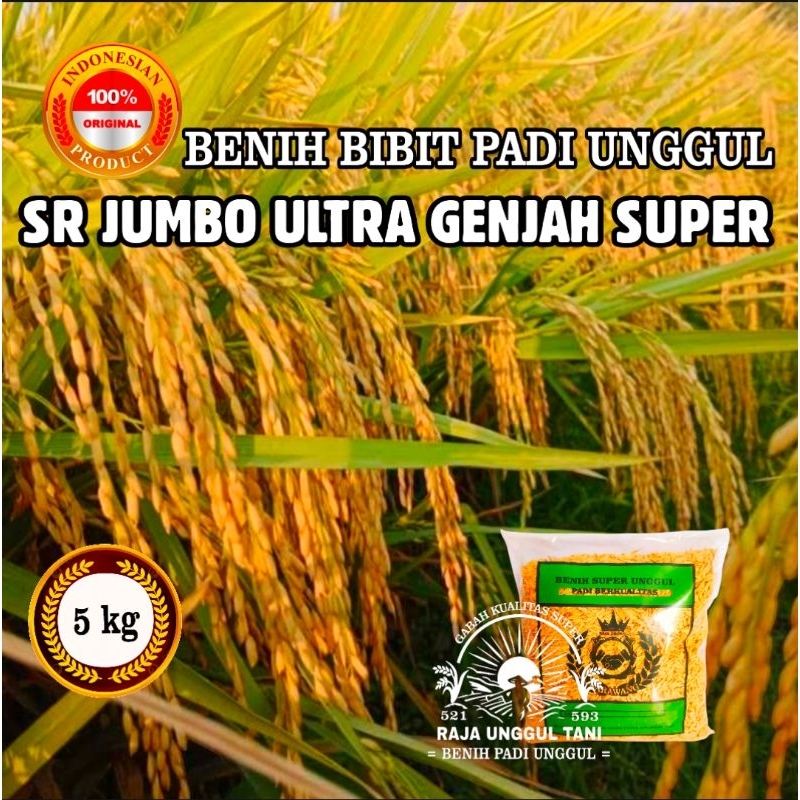 BENIH BIBIT PADI SR JUMBO ULTRA GENJAH SUPER PO8 ORIGINAL 5KG GABAH BERKUALITAS POTENSI HASIL 10 TON
