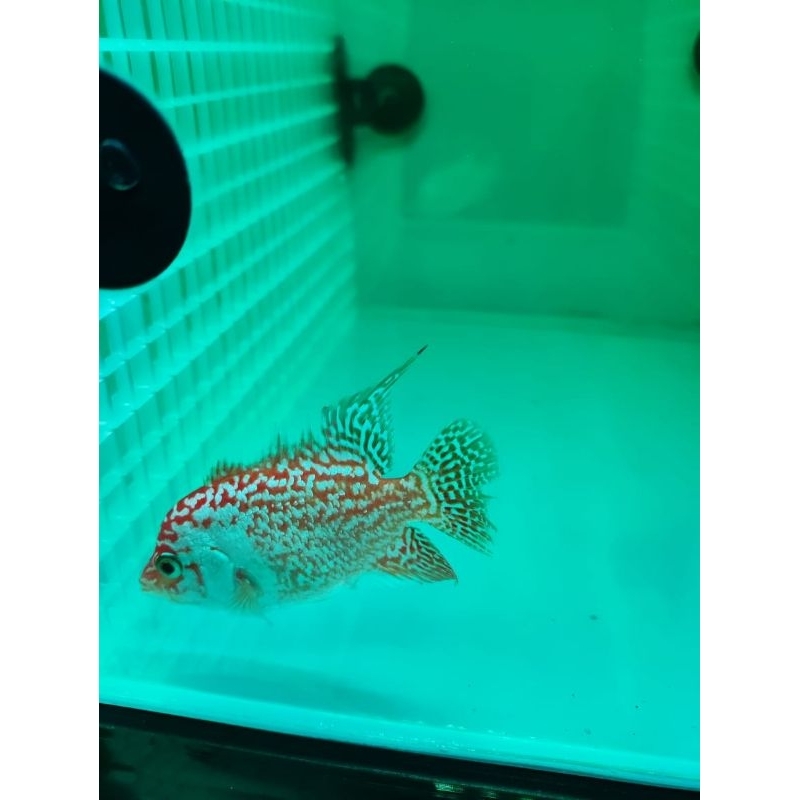 louhan golden base female/ betina