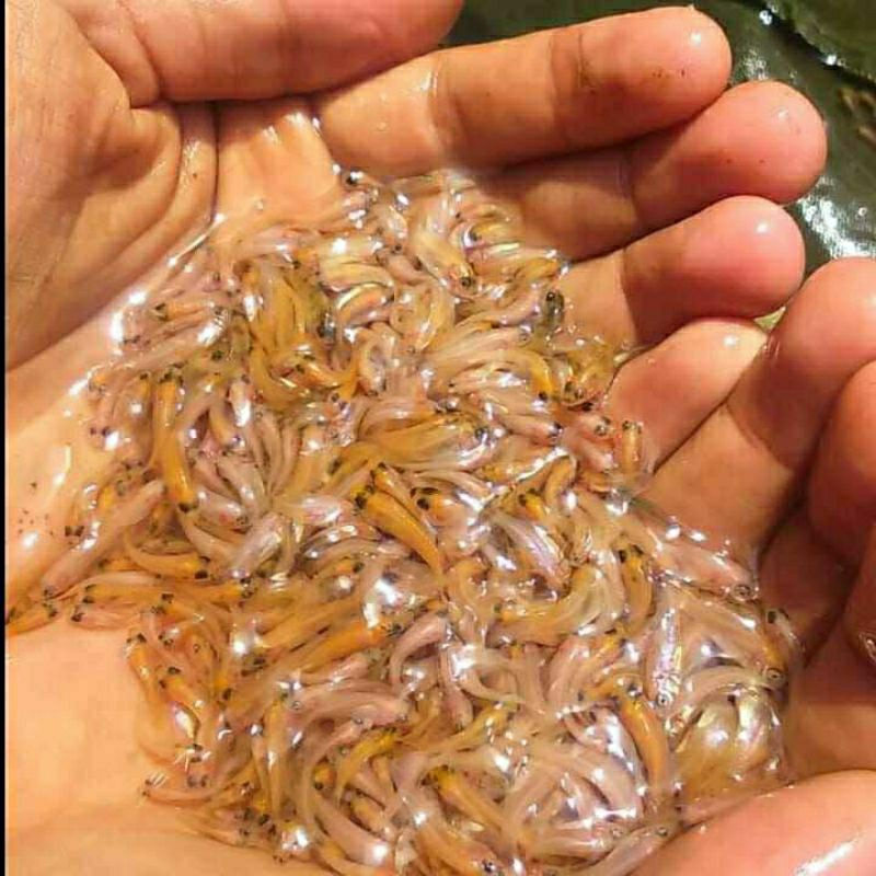 

nila merah bangkok 1-2 isi 400 gratis pakan