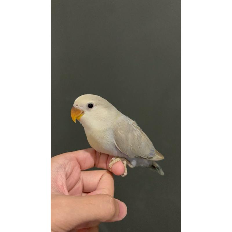 lovebird jinak