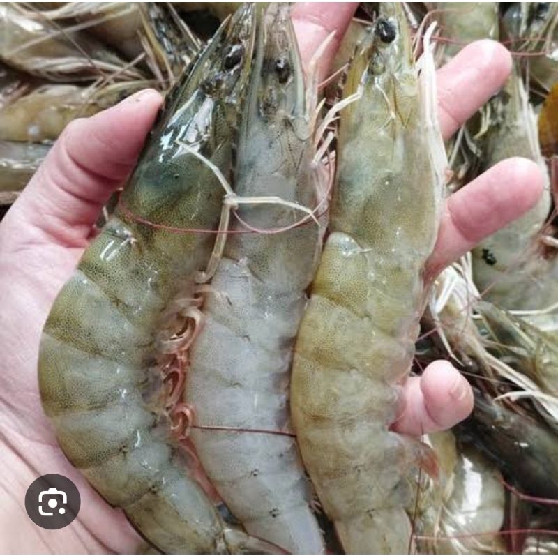 

UDANG UKURAN JUMBO 1KG (30 EKOR)