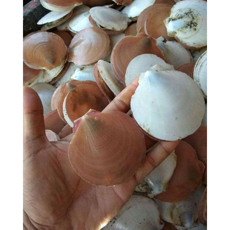 

Kerang Simping / Shimping / Scallop Lokal 1kg