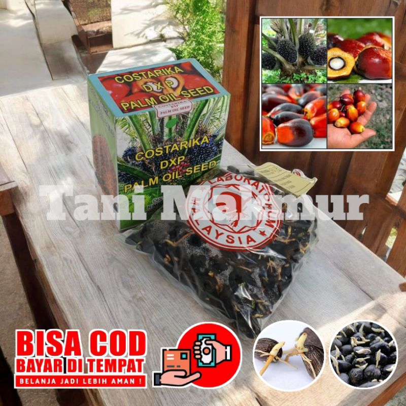 bibit sawit unggul costarika bersetifikat berkualitas