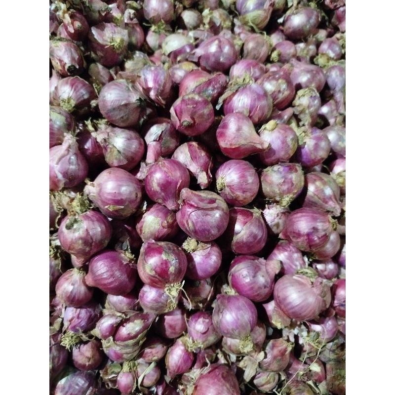 

Bawang merah Garut asli