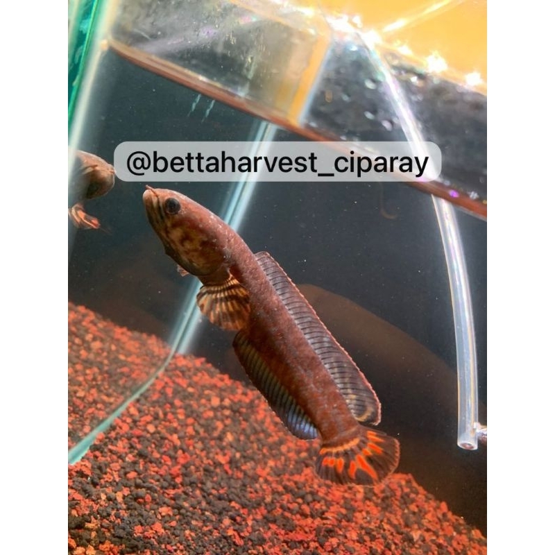 StikerChanaBleheriGradeA