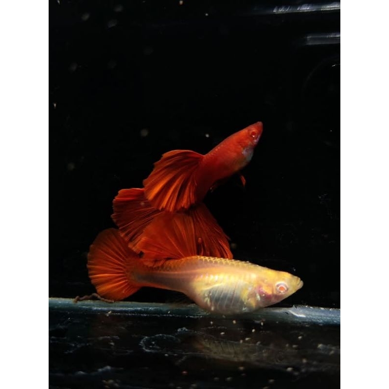 guppy Albino  prtde dll jenis nya