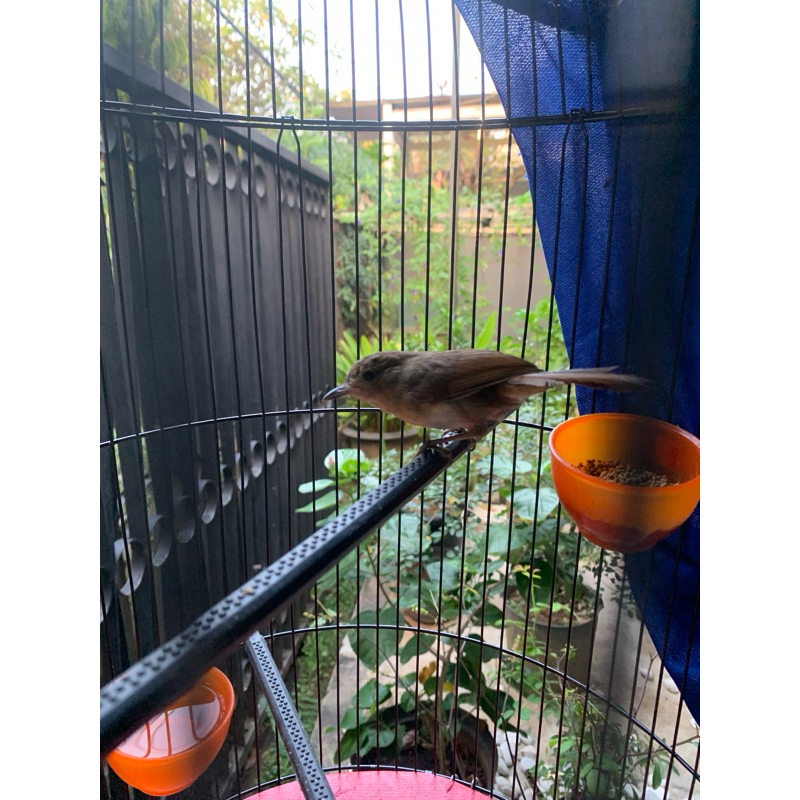burung flamboyan