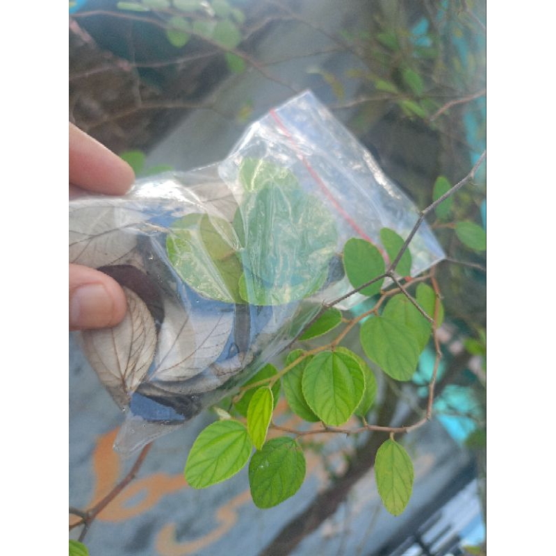 

daun bidara