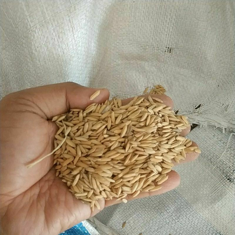 GABAH PADI PAKAN AYAM