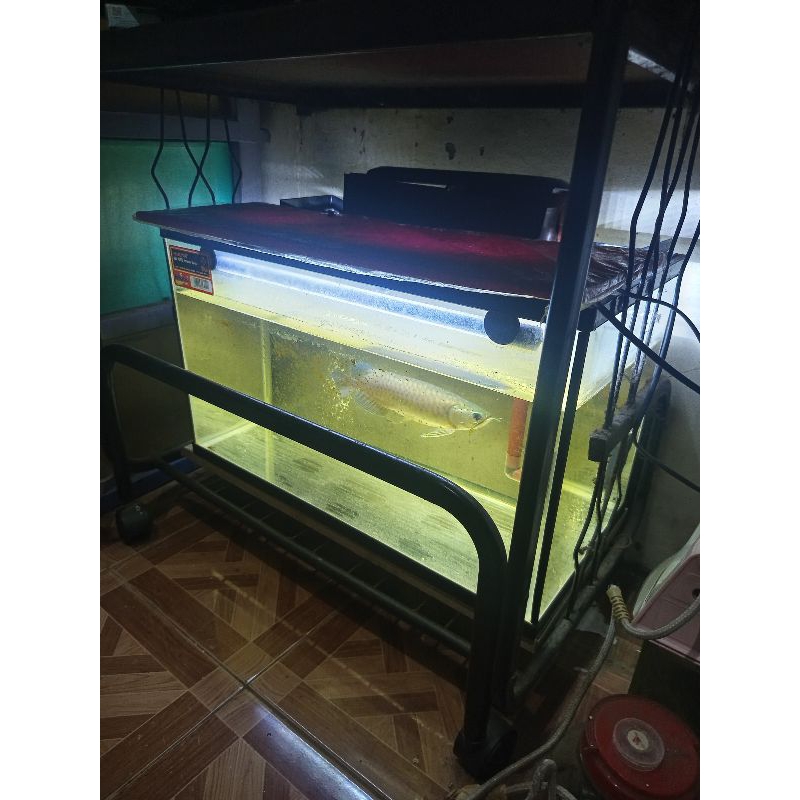 arwana pino jumbo