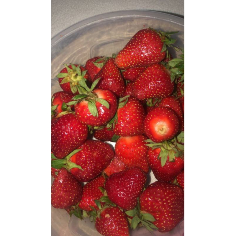 

Strawberry Asli Ciwidey 100 % Fresh Hasil Petik Kebun Sendiri Ukuran JUMBO ( 1 KG )