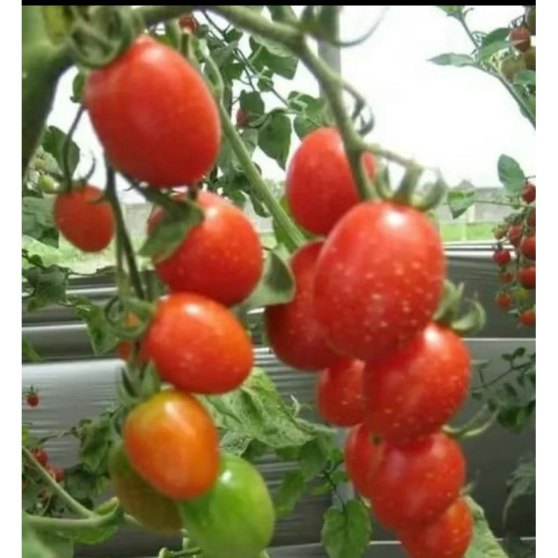 

TOMAT LOKAL SEGAR SYURAN FRES 500grm