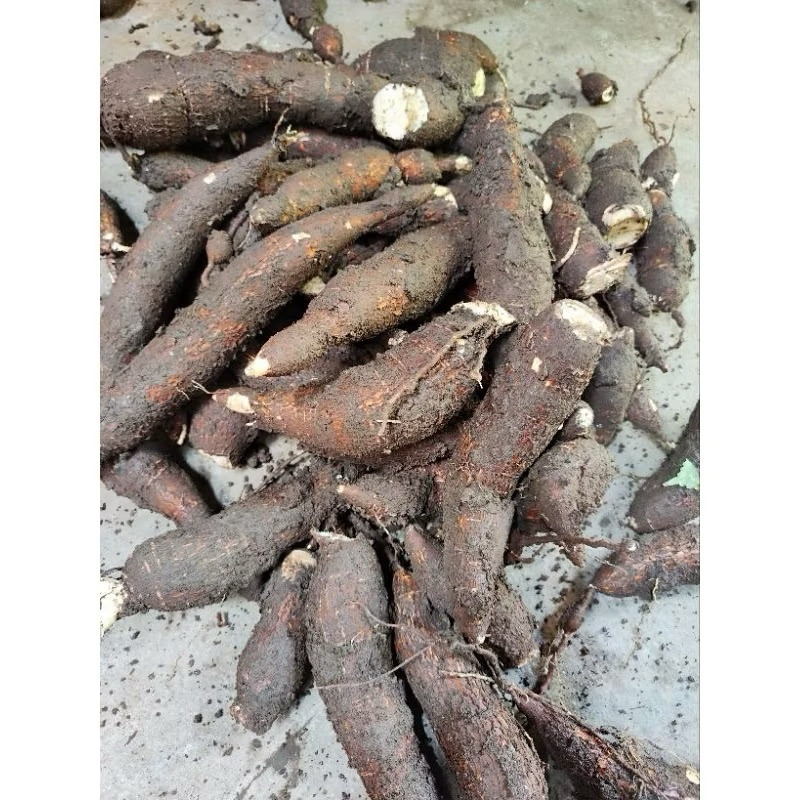 

Singkong mentah 1 kg