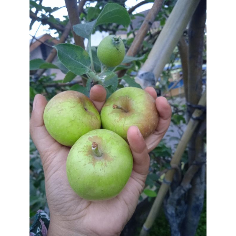 

Apel Lokal Manalagi Cherry/kecil perkiraan isi 20-25 1 kg